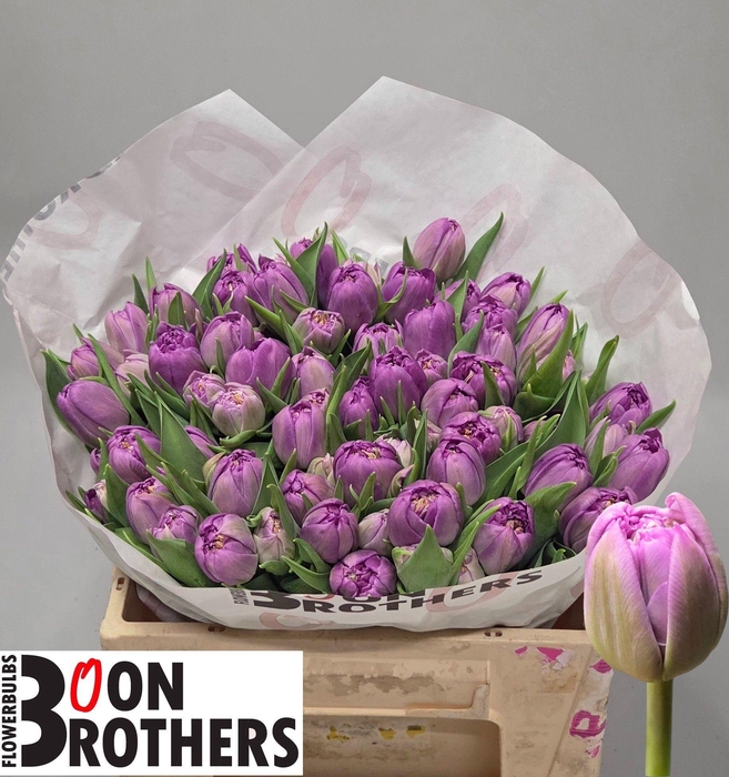 <h4>TU DU CASTELLA</h4>