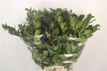 <h4>Camelia Per Bunch</h4>