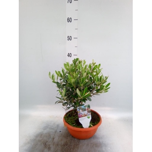 Olea europaea