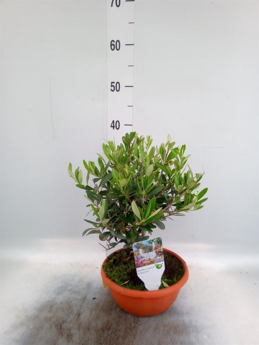 <h4>Olea europaea</h4>