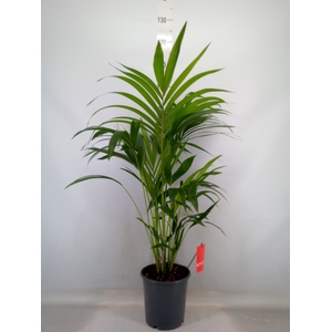 Howea forsteriana
