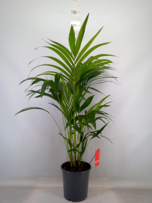 <h4>Howea forsteriana</h4>
