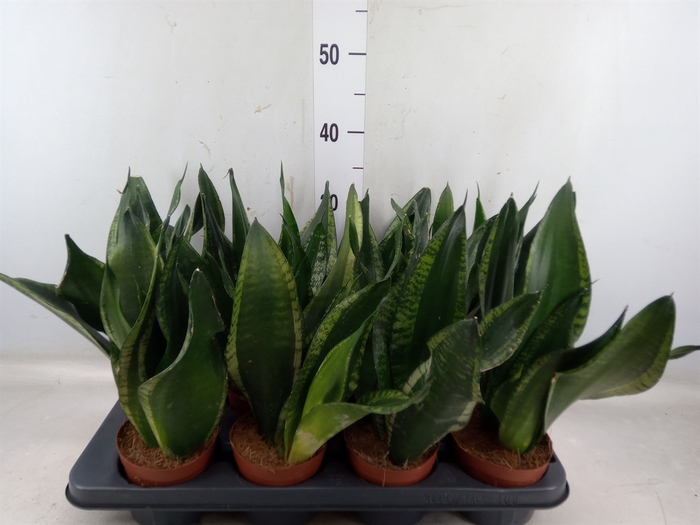 <h4>Sansevieria trifa.   ...</h4>