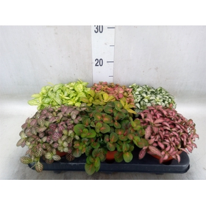 Fittonia   ...mix