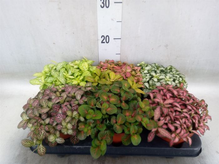 <h4>Fittonia   ...mix</h4>