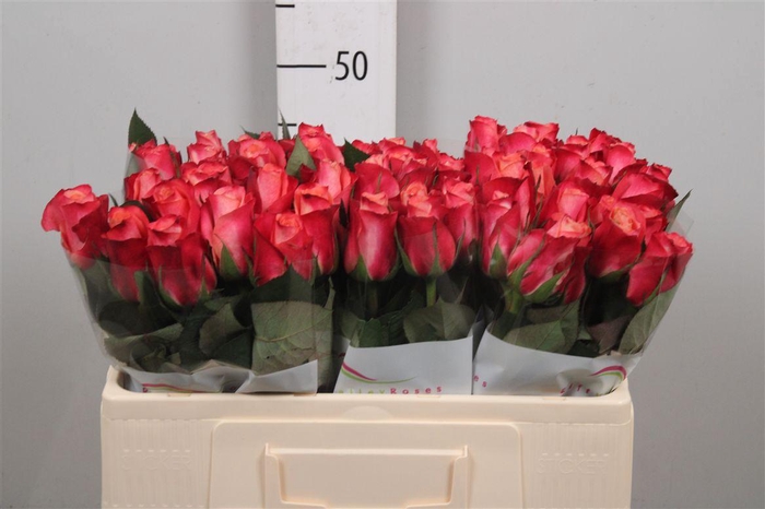 <h4>R Gr Helene</h4>
