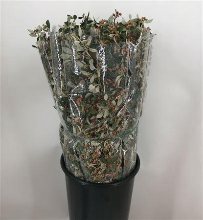 <h4>Cotoneaster Cm 70</h4>