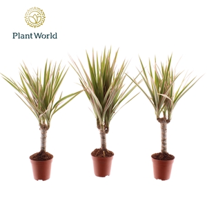 Tiny Tummy Dracaena Bicolor