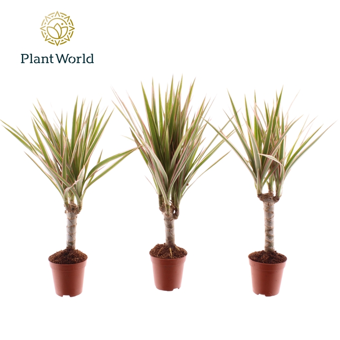 <h4>Tiny Tummy Dracaena Bicolor</h4>