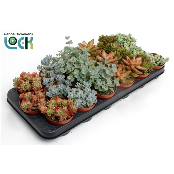 <h4>Sedum Mix</h4>