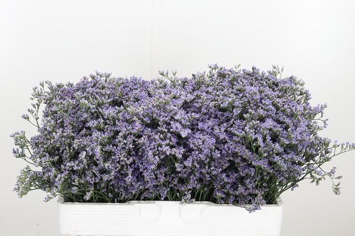 <h4>Lim Ov Utah Blue</h4>