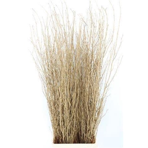BETULA BS KLB H%