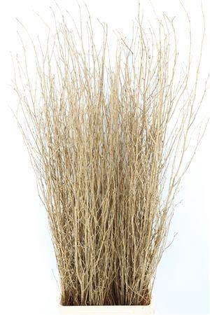 <h4>BETULA BS KLB H%</h4>