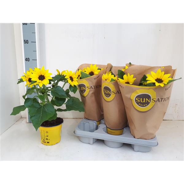 <h4>Helianthus Sunsation multiflower</h4>