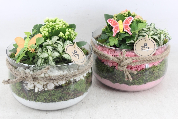 <h4>arr2 PL - Glas bose touw x3 - roze/wit</h4>