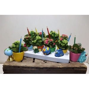 Arr Kamerpl Scool Ceramic