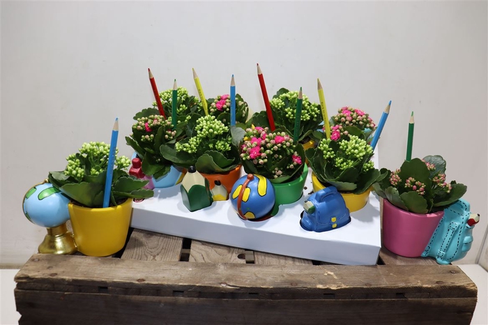 <h4>Arr Kamerpl Scool Ceramic</h4>
