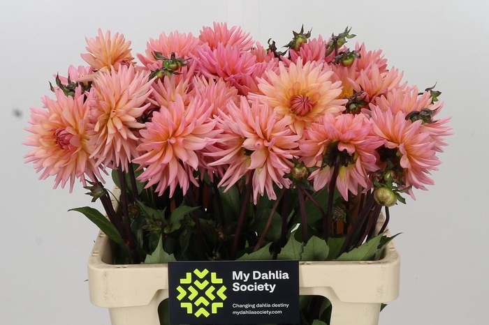 <h4>Dahlia Preference</h4>
