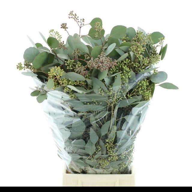 <h4>EUC POLYAN FRUI P BS</h4>