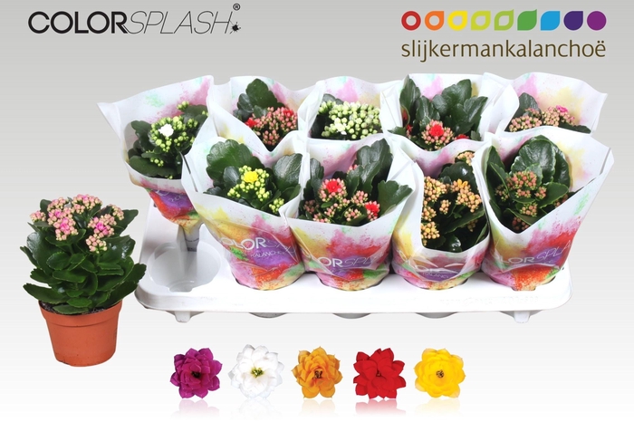 <h4>KAL GE GEM 5 KL</h4>