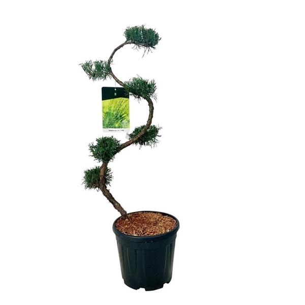 <h4>Juniperus pf. 'Mint Julep'</h4>