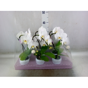 Phalaenopsis   ...white