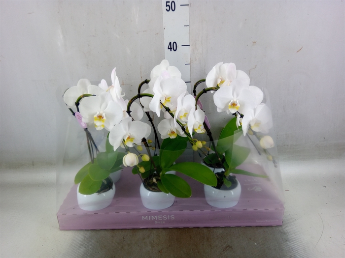 <h4>Phalaenopsis   ...white</h4>