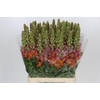 Antirrhinum Potomac Dark Orange