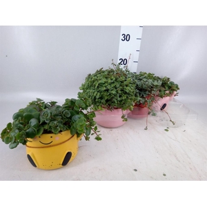 Arr.   Kamerplant Groen L%
