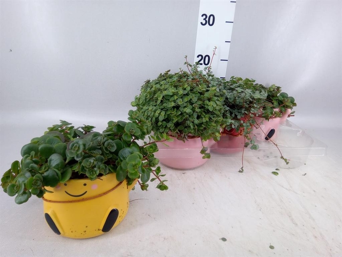 <h4>Arr.   Kamerplant Groen L%</h4>