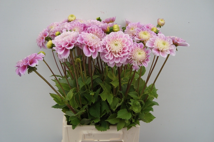 <h4>DAHL DEC SWEET LOVE</h4>