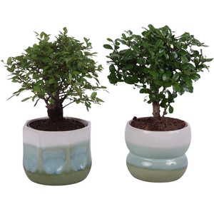 Bonsai Indoor Mix Ø12cm Ball Shape in Ø15cm Ceramic FB675