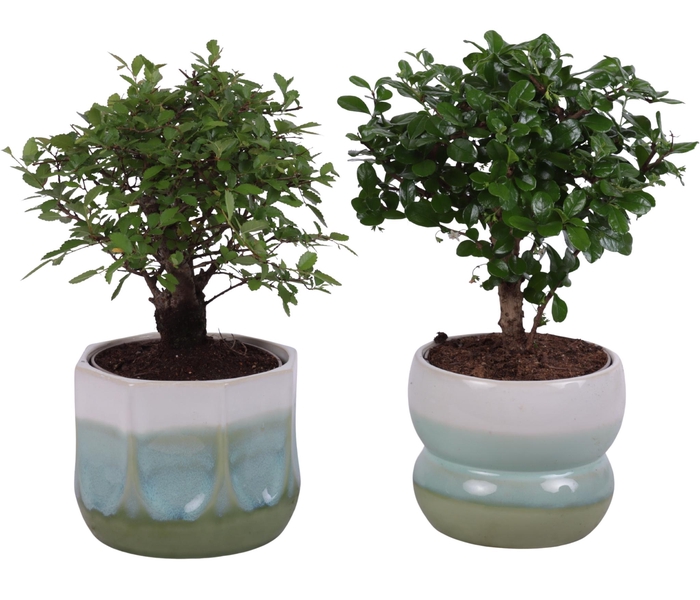 <h4>Bonsai Indoor Mix Ø12cm Ball Shape in Ø15cm Ceramic FB675</h4>