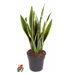 Sansevieria trif. Laurentii