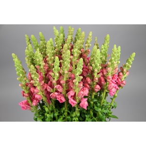 Antirrhinum Potomac Cherry Rose