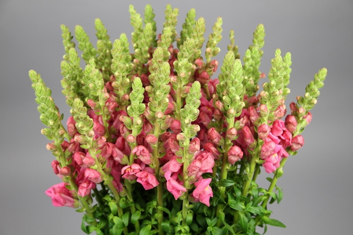 <h4>Antirrhinum Potomac Cherry Rose</h4>