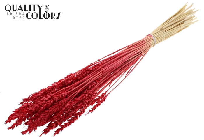 Triticum per bunch Bleached Red