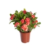EUPHORBIA MILII GIGANTE P23 VERMELHO