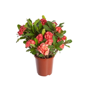 EUPHORBIA MILII GIGANTE P23 VERMELHO