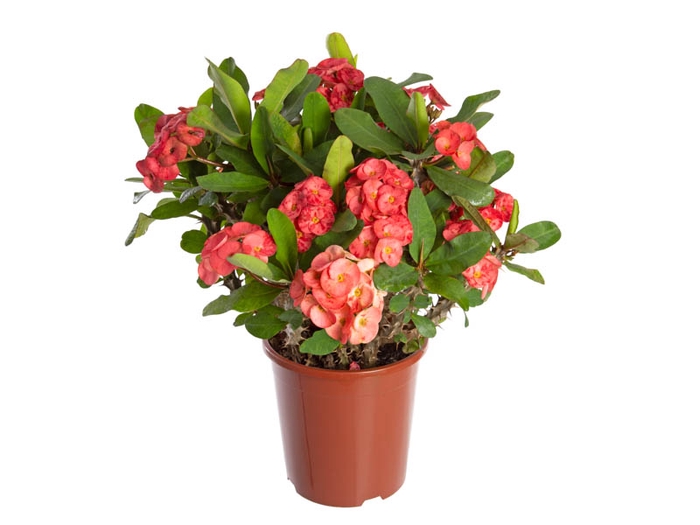 <h4>EUPHORBIA MILII GIGANTE P23 VERMELHO</h4>