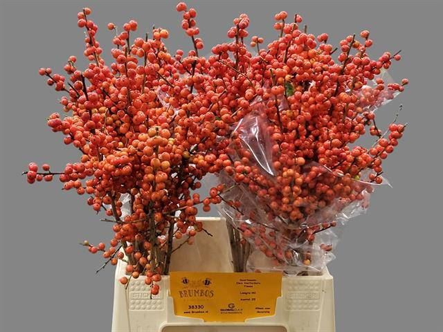 <h4>ILEX VERT. 'MAGICAL TIMES'   ...BES</h4>