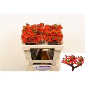 Jatropha P Firecrack