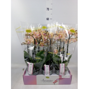 Phalaenopsis multi.   ...yellow