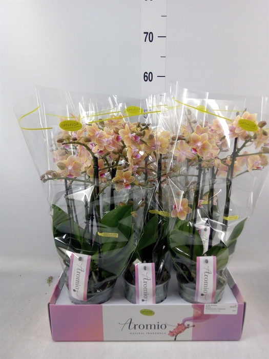 <h4>Phalaenopsis multi.   ...yellow</h4>