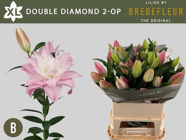 <h4>LI OR DU DOU DIAMOND</h4>