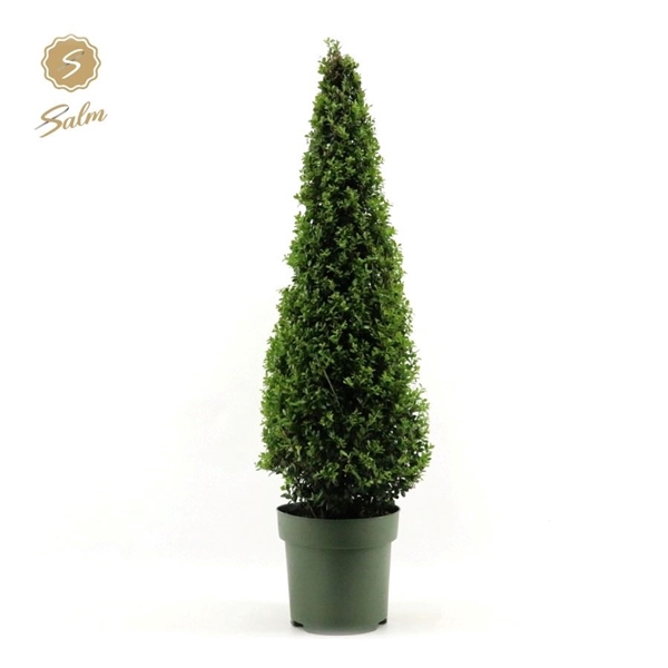 <h4>Ilex crenata Pyramid 100cm P27</h4>