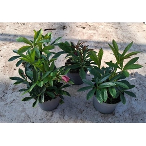 Helleborus orientalis dbl. Dark Pink (rauw)