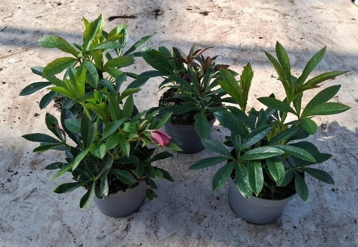 <h4>Helleborus orientalis dbl. Dark Pink (rauw)</h4>