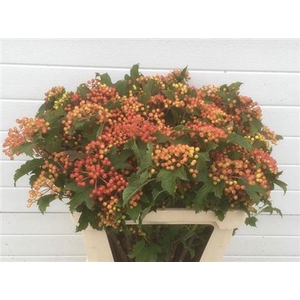 Vibur Met Bes 80cm