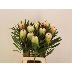 PROTEA WHITE NIGHT